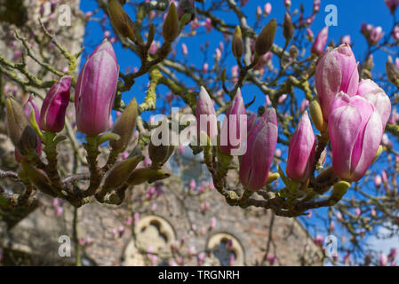 Vue rapprochée de Magnolia Arbre fleurit dans les jardins du Palais de l'évêque. Banque D'Images
