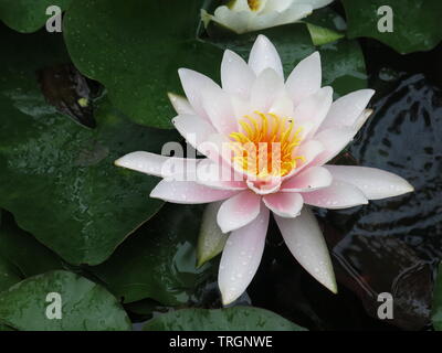 Close-up of a water lily en pleine floraison ; pétales rose pâle avec un centre jaune vif, entouré par les grandes feuilles flottantes Banque D'Images