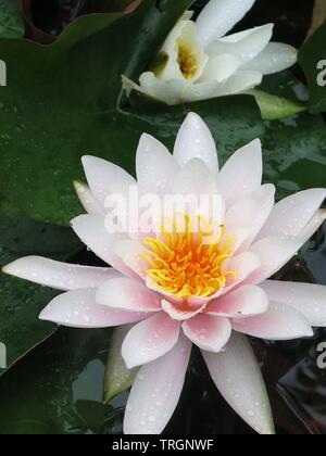 Close-up of a water lily en pleine floraison ; pétales rose pâle avec un centre jaune vif, entouré par les grandes feuilles flottantes Banque D'Images