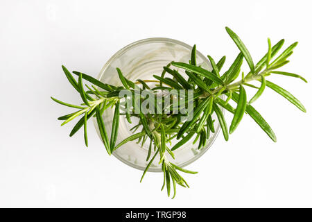 Petite plante de romarin dans un vase en verre et fond blanc Banque D'Images