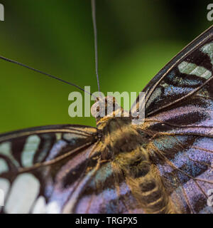 Parthenos sylvia - Blue Clipper Banque D'Images