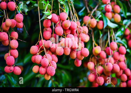 Fruits frais mûrs Litchi Litchi s'accrochent à l'arbre du jardin Banque D'Images