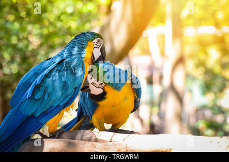 Couple d'oiseaux sur branche arbre dans la nature / aile jaune et bleu oiseaux ara ararauna ara perroquet Banque D'Images
