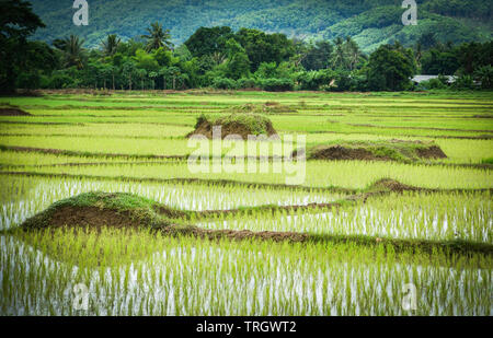 La plantation du riz en saison des pluies, l'agriculture de l'Asie / l'agriculteur sur la plantation de riz biologique des terres agricoles de riz Banque D'Images