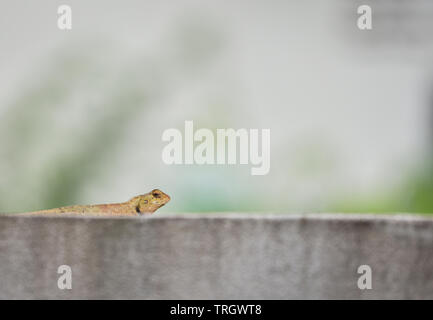 Garden lizard sur mur de ciment / lézard brun commun sur la faune de reptiles d'Asie (natute Oriental garden lizard) Banque D'Images