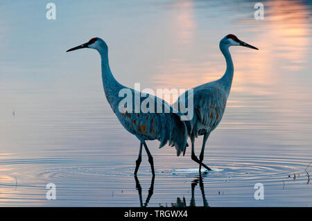 Une plus grande paire de grues du Canada (Antigone canadensis tabida) pataugeant dans l'étang Banque D'Images