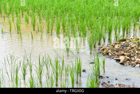 La plantation du riz en saison des pluies, l'agriculture de l'Asie / l'agriculteur sur la plantation de riz biologique des terres agricoles de riz Banque D'Images