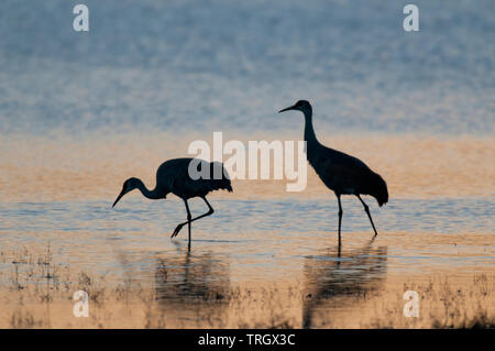 Une plus grande paire de grues du Canada (Antigone canadensis tabida) pataugeant dans l'étang au coucher du soleil Banque D'Images