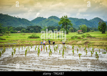 La plantation du riz en saison des pluies, l'agriculture de l'Asie / l'agriculteur sur la plantation de riz biologique des terres agricoles de riz Banque D'Images