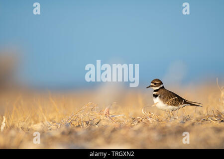 Le Pluvier kildir (Charadrius vociférante,), Bernardo Waterfowl Management Area, New Mexico, USA. Banque D'Images