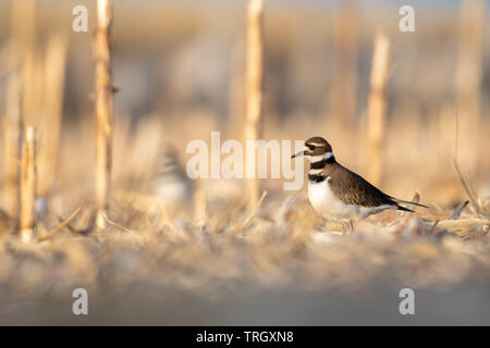 Le Pluvier kildir (Charadrius vociférante,), Bernardo Waterfowl Management Area, New Mexico, USA. Banque D'Images