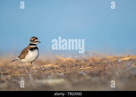 Le Pluvier kildir (Charadrius vociférante,), Bernardo Waterfowl Management Area, New Mexico, USA. Banque D'Images