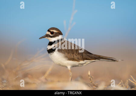 Le Pluvier kildir (Charadrius vociférante,), Bernardo Waterfowl Management Area, New Mexico, USA. Banque D'Images