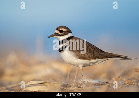 Le Pluvier kildir (Charadrius vociférante,), Bernardo Waterfowl Management Area, New Mexico, USA. Banque D'Images