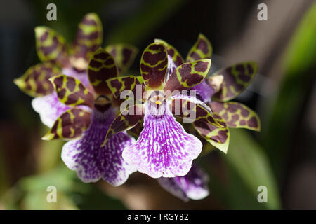 Orchidées violet et vert à Hawaï Banque D'Images