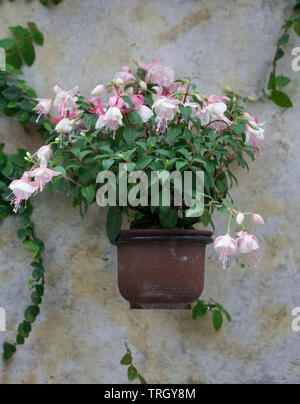 Rose fuchsia en fleurs fleurs dans un pot suspendu contre un mur rustique Banque D'Images