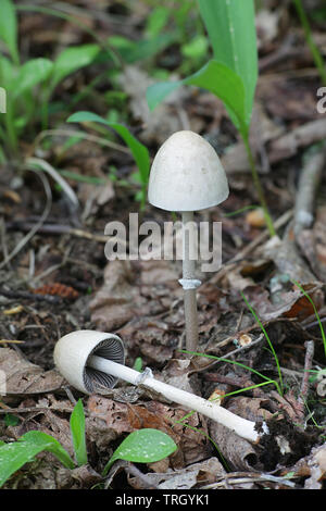 Panaeolus tubaeformis var. tubaeformis, également connu sous le nom de Panaeolus et Anellaria tubaeformis separata, communément appelé, ou mottlegill brillant egghead mottlegi Banque D'Images