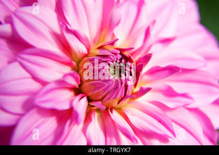 Fleur rose clair close up Banque D'Images