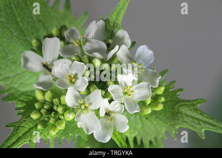 Alliaria petiolata, connu sous le nom de jack-par-la-haie, d'herbe à l'ail, ail, ail, racine de couverture sauce-seul, jack-dans-le-Buisson, penny l'homme pauvre et de couverture Banque D'Images