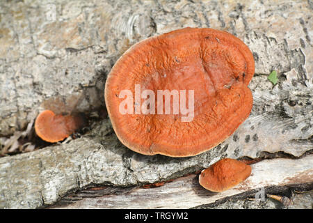 Pycnoporus cinnabarinus, connu comme le cinabre polypore Banque D'Images