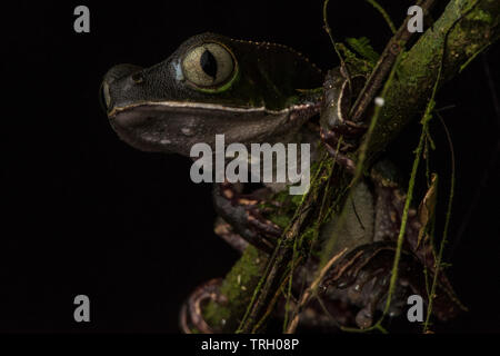 Feuille blanche bordée (grenouille Phyllomedusa vaillantii) de la forêt amazonienne. Banque D'Images