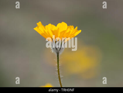 2019 Superbloom dans l'Anza Borrego Desert Banque D'Images