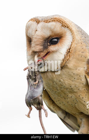 Un gros plan d'une image melanistic Barn Owl avec une souris dans son bec. Isolé sur un fond blanc. Banque D'Images