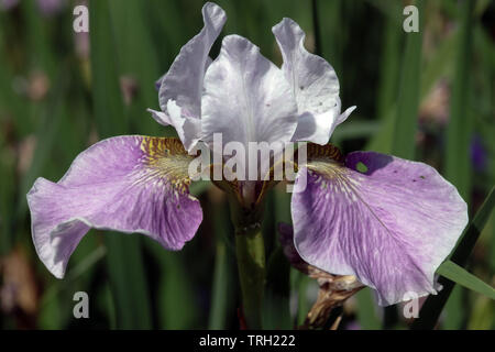 Iris sibirica 'Dance Ballerina Dance' Banque D'Images