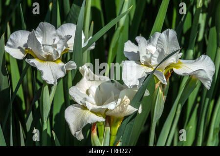 Iris sibirica blanche 'Harpswell Happiness' Banque D'Images