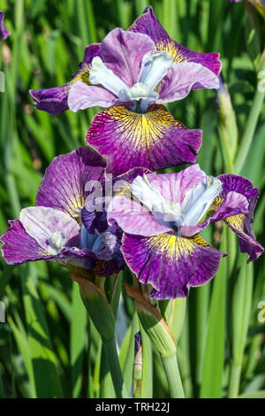 Iris sibirica 'charmante Billy' iris fleurs Banque D'Images