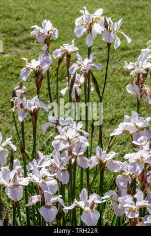 Iris sibirica 'Hohe Warte" blanc Banque D'Images