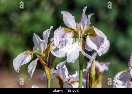 Iris sibirica 'Hohe Warte" Banque D'Images