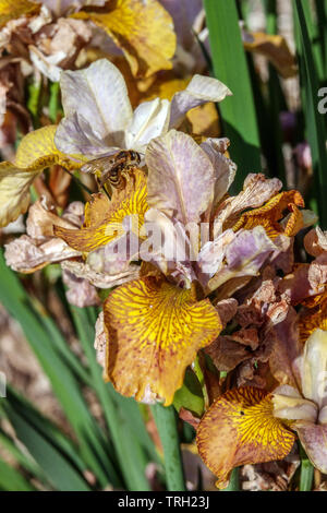 Fleur d'iris sibirica 'Ginger Twit' syn. Iris sibirica 'Peacock Butterfly Ginger Twistt' iris sibérien, Irises Banque D'Images