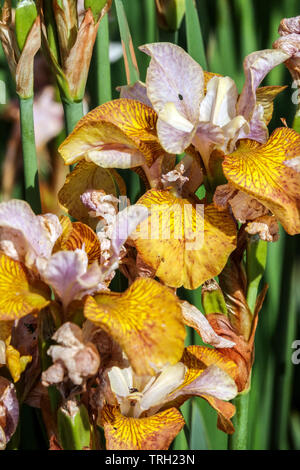 Iris sibirica fleur d'iris Iris sibirica 'Peacock Butterfly Ginger Twit' syn. Iris sibirica « Ginger Twist » Banque D'Images
