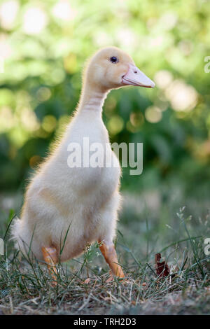 Nouveau-né mignon petit canard debout sur l'herbe Banque D'Images