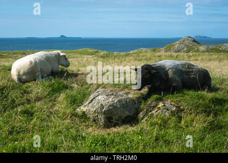 Reste des moutons dans un champ avec vue sur la mer avec les îles en arrière-plan Banque D'Images