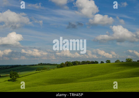 Une campagne anglaise sur un bel après-midi ensoleillé où un arbre isolé est équilibrer le panorama avec des nuages circulent dans le ciel bleu profond. Banque D'Images