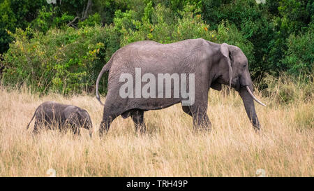 Mère et bébé éléphant dans la savane africaine, le Masai Mara au Kenya , Banque D'Images