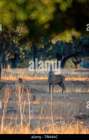 Les jeunes cerfs au coucher du soleil en espagnol dehesa, au Parc National Monfrague, Estrémadure, Espagne Banque D'Images