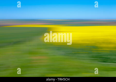 Une impression abstraite des champs de canola jaune et de blé vert dans la province du Cap occidental, en Afrique du Sud Banque D'Images