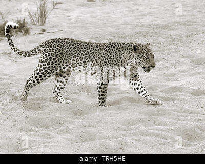 Un mâle ; Léopard Panthera pardus, dans une rivière à sec, dans le parc national Kruger, Afrique du Sud La province de Mpumalanga monochrome sépia Banque D'Images