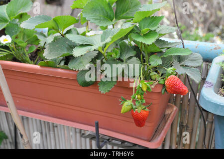 Home Grown fraiseraie dans un jardin. Photographié en Israël au printemps en mai Banque D'Images