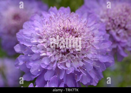 Scabious, cocarde bleue Scabiosa atropurpurea, cocarde bleu Banque D'Images