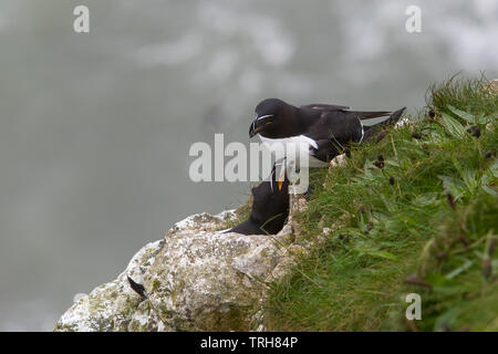 Close up of couple reproducteur de la faune sauvage, en petits pingouins, oiseaux de petits pingouins (Alca torda) isolé sur le bord des falaises de Bempton au Royaume-Uni, Banque D'Images