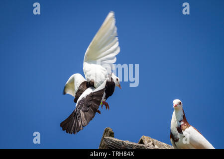 Deux Ganselkröpfer les pigeons, une race de pigeon de l'Autriche, sur le toit Banque D'Images