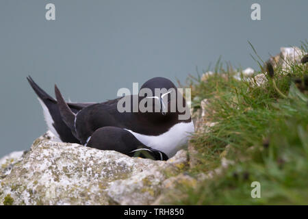 Close up of couple reproducteur de la faune sauvage, en petits pingouins, oiseaux de petits pingouins (Alca torda) isolé sur le bord des falaises de Bempton au Royaume-Uni, Banque D'Images