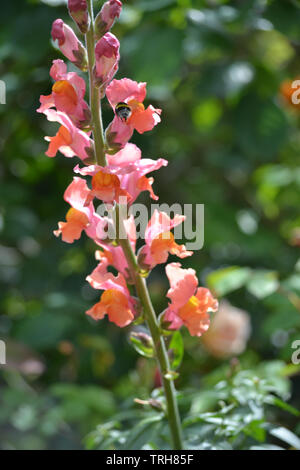 Antirrhinum majus, bronze Chantilly Banque D'Images