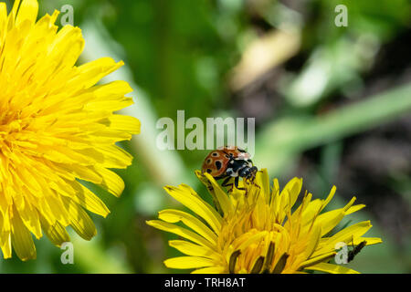 Anatis ocellata, l'eyed coccinelle sur fleur de pissenlit Banque D'Images