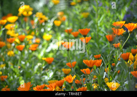 Calendula officinalis, œillets d'une doublure de chemin de jardin en été Banque D'Images