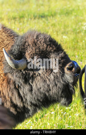 Portrait d'un homme, lèvre curling bison Yellowstone National Park, Wyoming, USA Banque D'Images